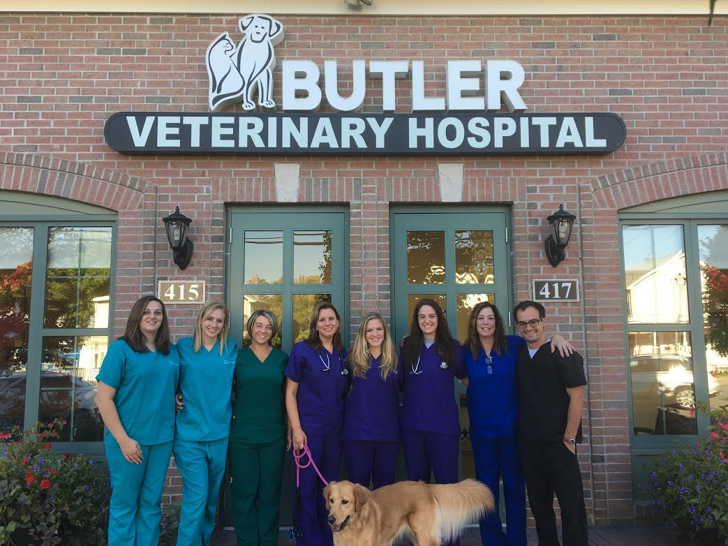 24 Hour Pet Emergency Hospital Near Me / South Seattle Veterinary